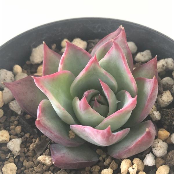 日本花キ流通 多肉植物 skエケベリア カシオス 赤錦 多肉植物