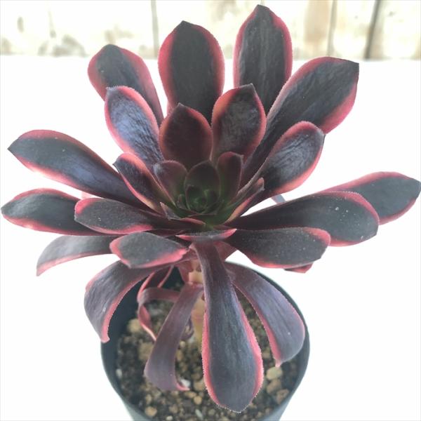 日本花キ流通 多肉植物 caアエオニウム スーパーバン アエオニウム 7.5