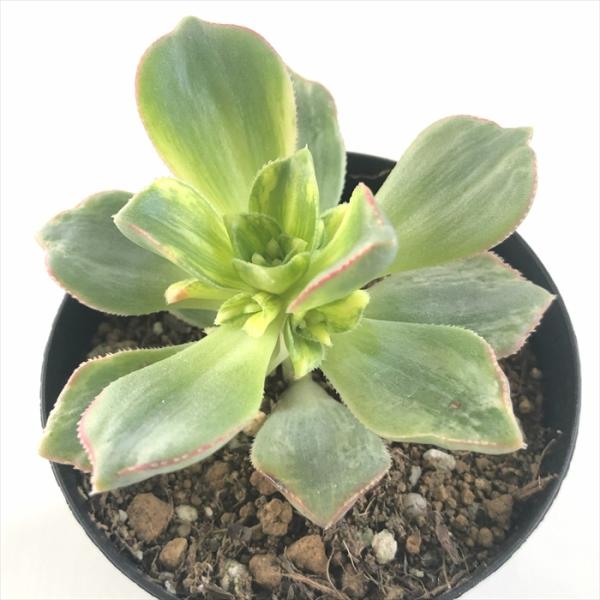 日本花キ流通 多肉植物 caアエオニウム ハオルシー 多肉植物