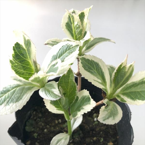 【置き場所】日陰のイメージがありますが、日当たりの良い場所の方が花付きが良くなります。夏の強い西日は嫌うため、それを避けられる環境が最適です。【用土】花色をコントロールしたい場合は、アジサイ専用（赤花・青花）に販売されている培養土を利用する...