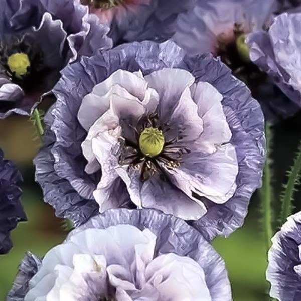 日本花キ流通 予約販売 ポピー 苗 アメイジンググレイ 9cmポット