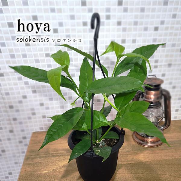 hoya ホヤ　セルペンス　4号　吊り鉢　② 日本花キ流通 予約販売 観葉植物 ホヤ ソロケンシス 4号 吊り鉢 吊り