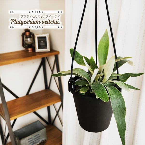 ビカクシダ4種セット Amazon.co.jp: チャーム ビカクシダ コウモリラン 観葉植物板