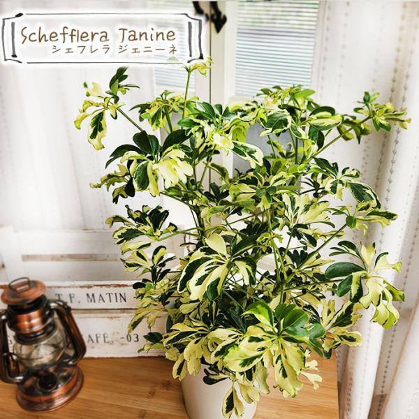 日本花キ流通 観葉植物 シェフレラ ジェニーネ 5号鉢 シェフレラ