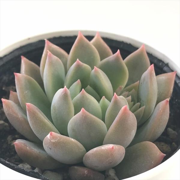 日本花キ流通 多肉植物 hmエケベリア ピンクアレックス 多肉植物