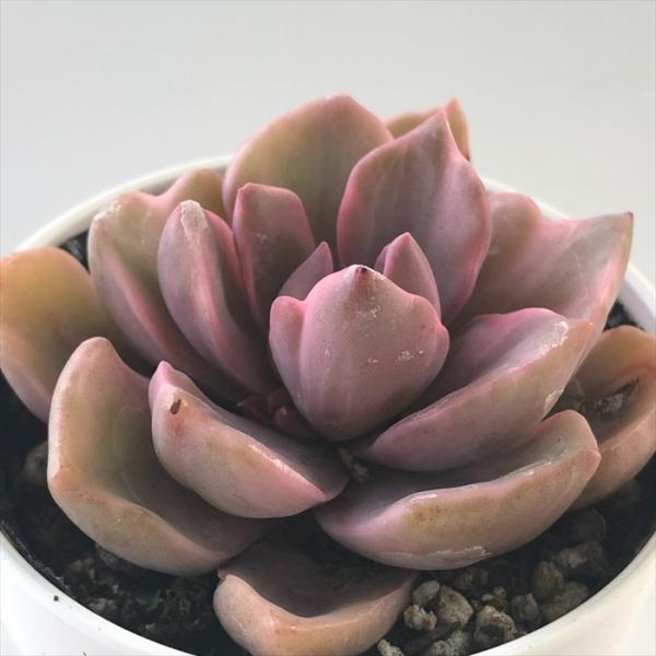 日本花キ流通 多肉植物 hmエケベリア リチャード錦 多肉植物