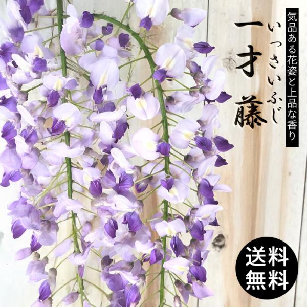 ■特徴若木のうちからしっかりとお花を楽しむことができる1才ふじ。 「一才」の名は、若木のうちに花や実がつきやすい植物に使われる言葉です。 ■植えつけ場所根が浅く広く張るので表土が腐植質に富む、肥沃な土を好み、やや湿潤なところが適します。 軽...