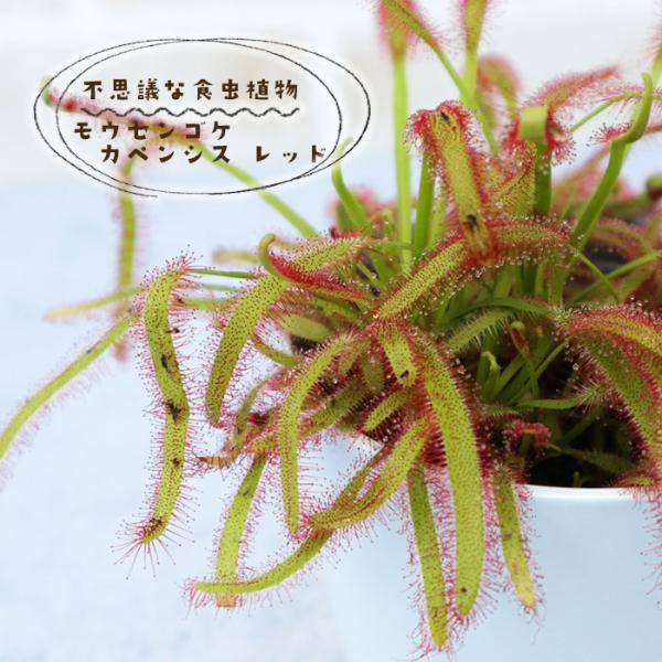 日本花キ流通 不思議な食虫植物 モウセンゴケ カペンシス レッド 3.5号 