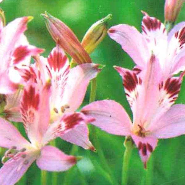 アルストロメリア 苗 ディルタ 10.5cmポット 三宅花卉園 宿根草 花苗