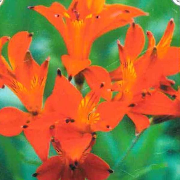 アルストロメリア 苗 リグツ シムシー 10.5cmポット 三宅花卉園 宿根草