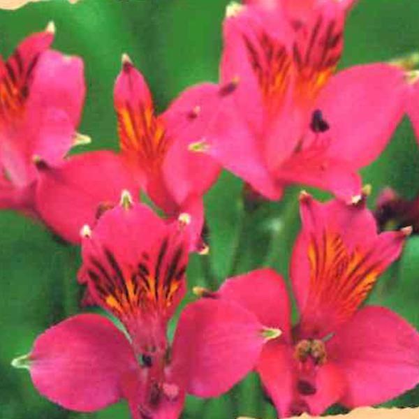アルストロメリア苗 アルストロメリア 苗 ディルタ 10.5cmポット 三宅花卉園 宿根草 花苗