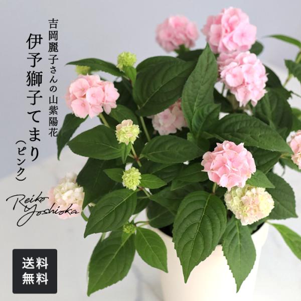 ■特徴女性らしい感性で丁寧に仕立てられた吉岡麗子さんの山アジサイ。  「伊予獅子てまり」は、小さくてかわいい手毬咲きの花がとてもかわいらしい紫陽花です。 小さくて繊細な花弁が少しずつ色づき、変化していく愛らしい姿も楽しめます。  山アジサイ...