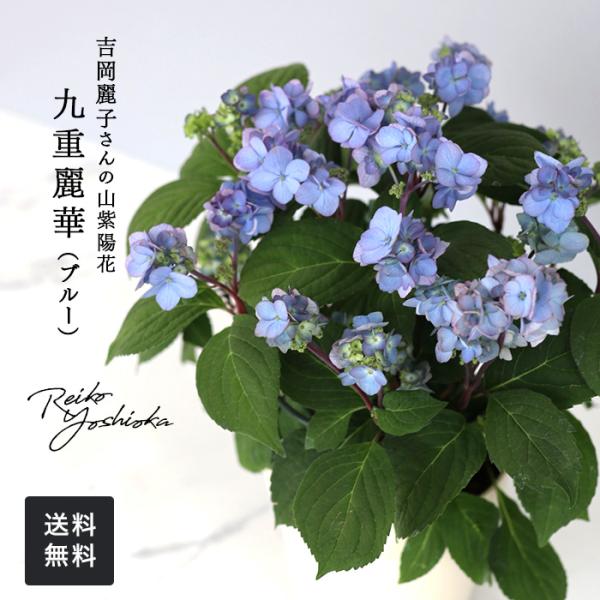 もり子　ヤマアジサイ 吉岡麗子さんの山アジサイ 九重麗華 ブルー 4号鉢 送料無料