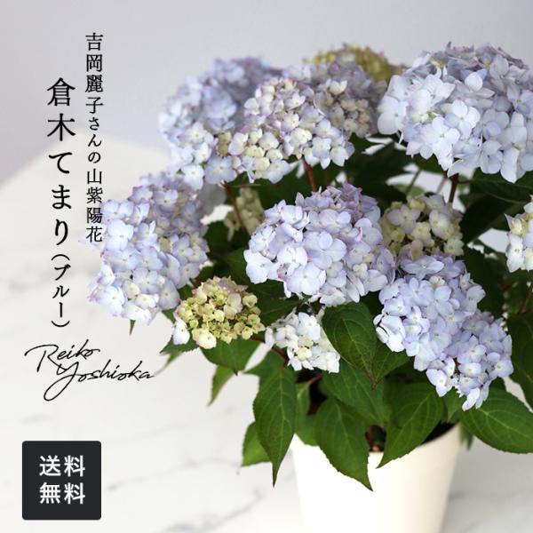flower-net_z240411003