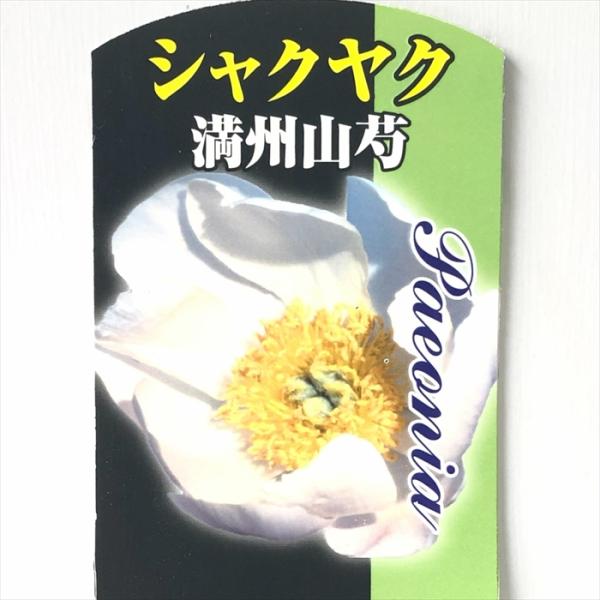 日本花キ流通 予約販売 芍薬 満州山芍 12cmポット シャクヤク