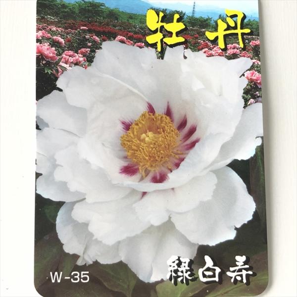 牡丹 緑白寿 5号鉢 開花予定株 ボタン 苗木 花木 nic