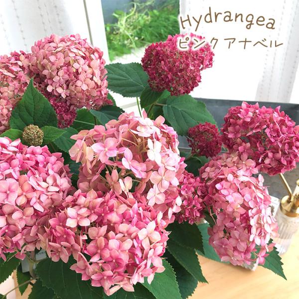 flower-net_z240416003