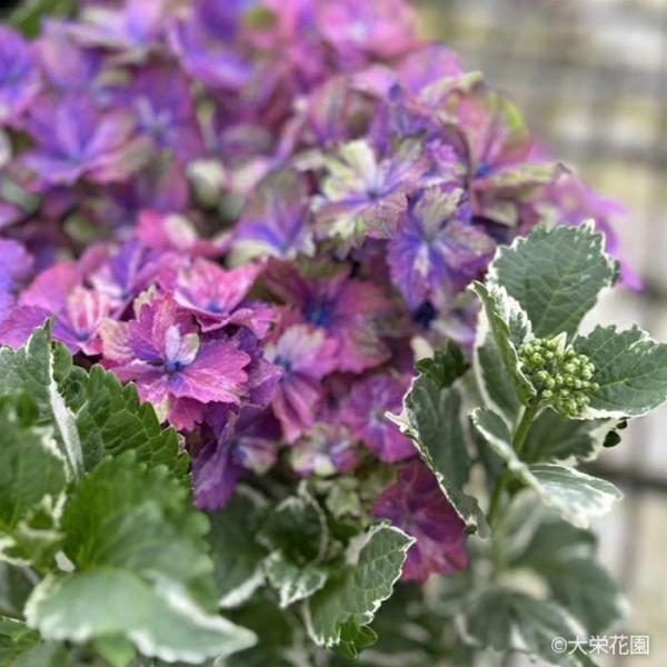 【花苗】カラフルランジア　スパイス　no.3 花付き　正規品　斑入り　ポット発送 アジサイ カラフルランジア スパイスno.1 9cmポット 斑入り 大栄