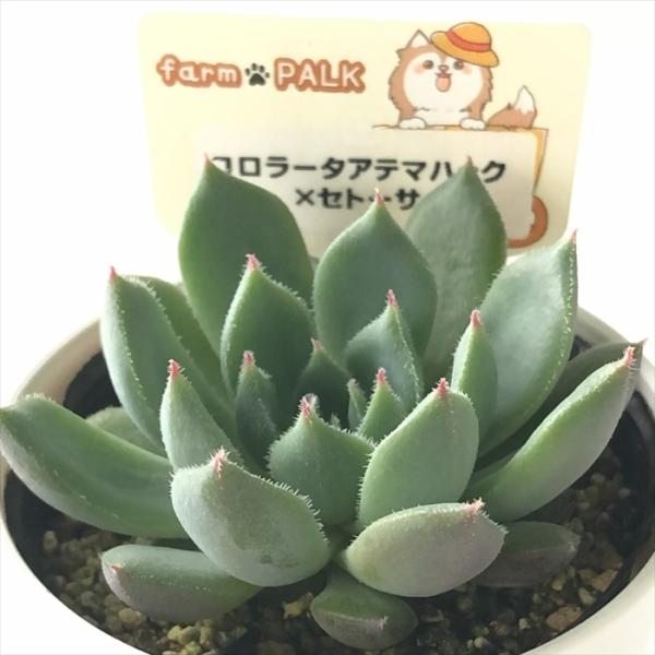 多肉植物 plkエケベリア コロラータアテマハック×セトーサ パルクさん