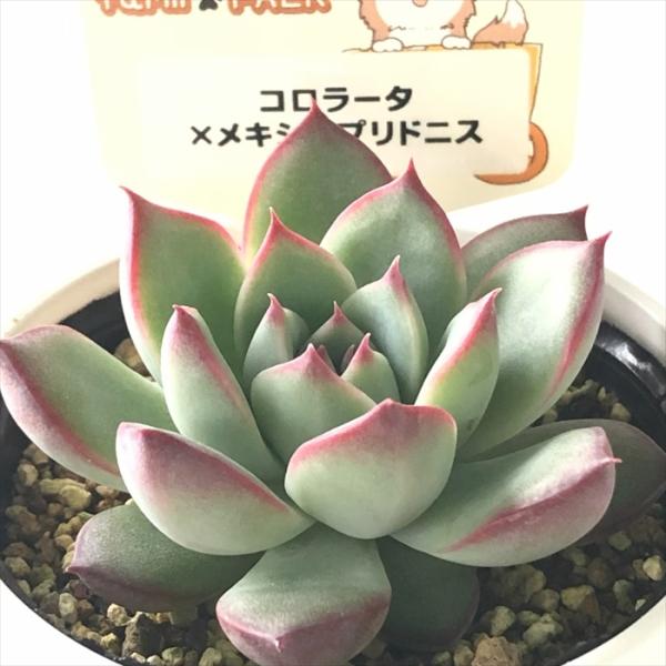 多肉植物 plkエケベリア コロラータ×メキシコプリドニス パルクさん苗