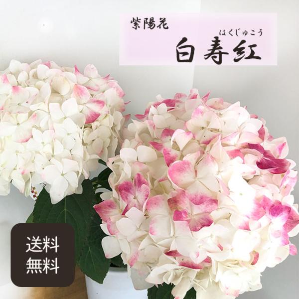アジサイ 　白寿紅花付 開運と長寿の花 希少種 白寿紅 5寸○アジサイ 紫外線を浴びると