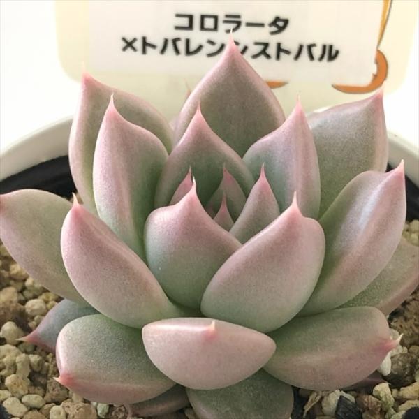 多肉植物 plkエケベリア コロラータ×トバレンシストバル パルクさん苗