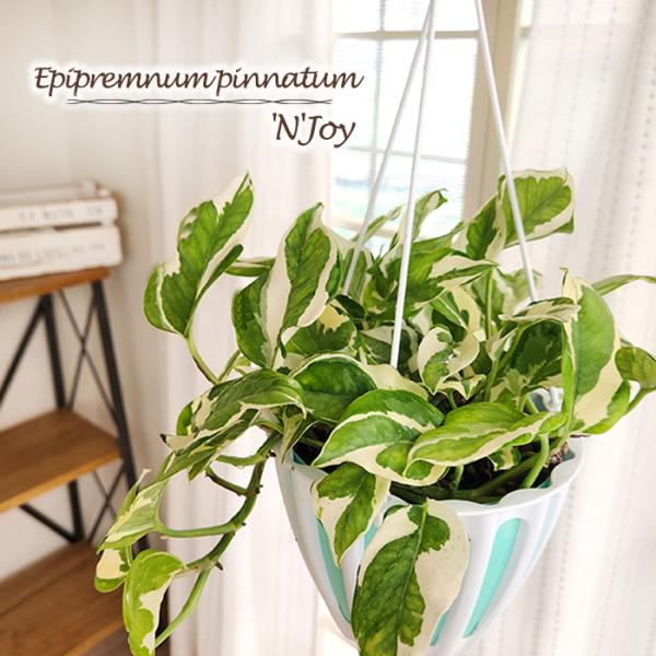 flower-net_z240522101