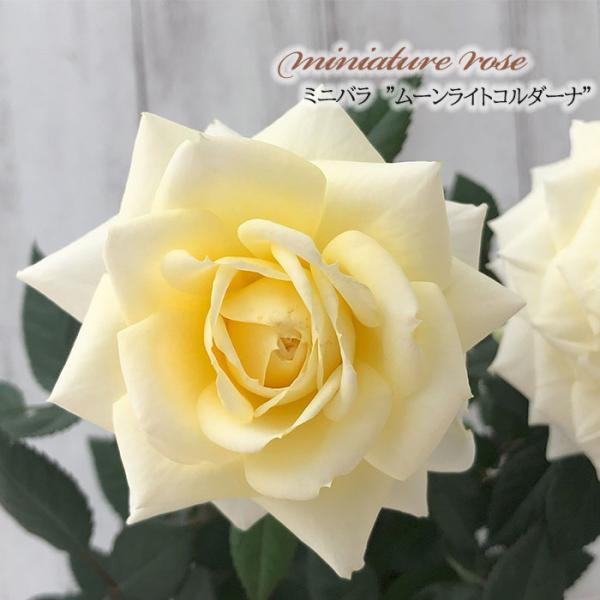 日本花キ流通 予約販売 ミニバラ ムーンライトコルダーナ 3号ポット