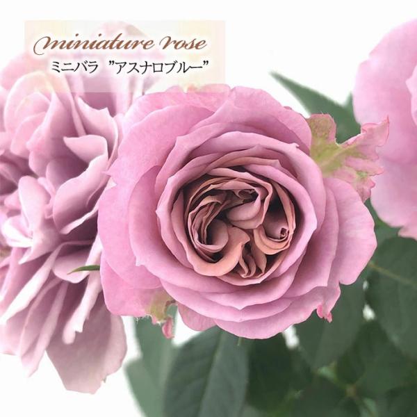 くろまろまろ 」和バラ苗 切り花品種 レアバ 2点 くろまろまろ 様専用」