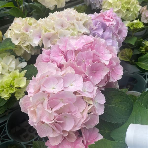 日本花キ流通 アジサイ ソフトピンク 7.5cmポット
