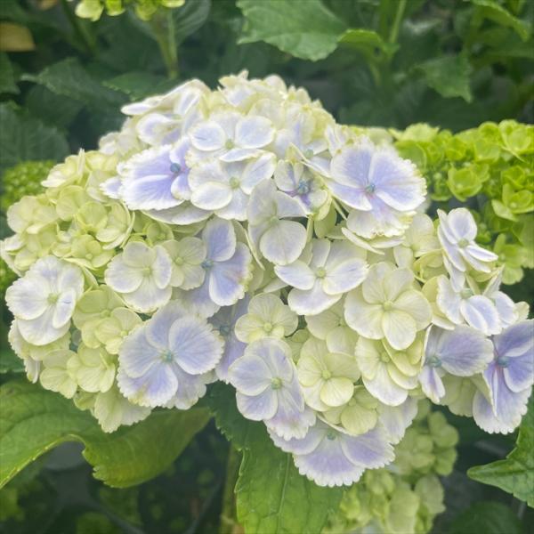 輸入アジサイ　切花　サムライ　2本　同梱包 flower-net_z240526011