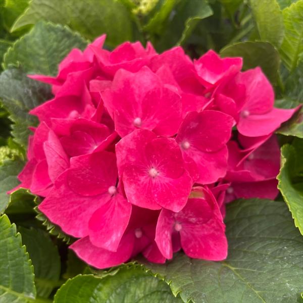 アジサイ　パリジェンヌ　抜き苗　ネコポス発送 flower-net_z240526012