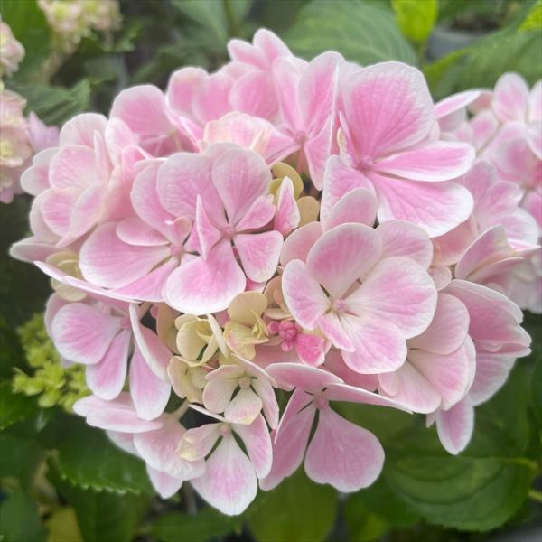 紫陽花さま専用 かすく様専用 紫陽花 アジサイ スズキ農園 新品種 コスモオーラ