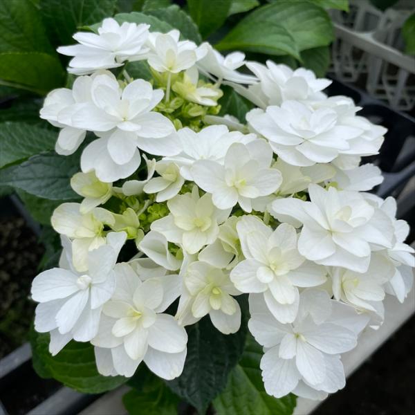 flower-net_z240526024