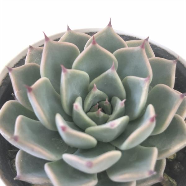 日本花キ流通 多肉植物 hxエケベリア 沙羅姫牡丹×コロラータアテマ
