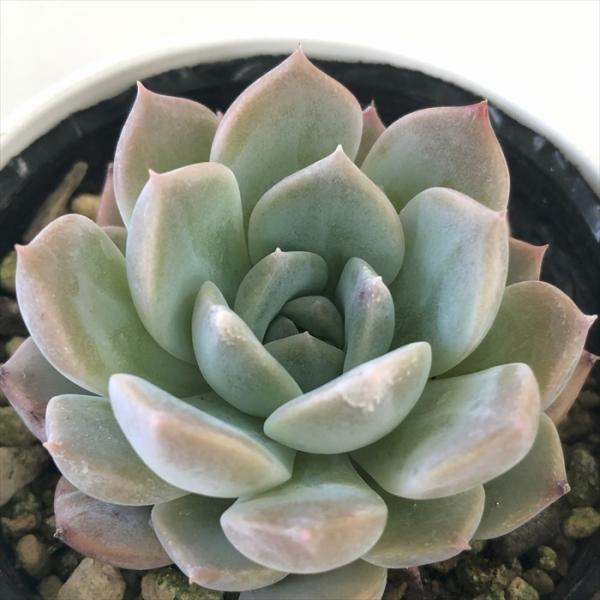 日本花キ流通 多肉植物 hxエケベリア ラパス×ラウリンゼ 多肉植物