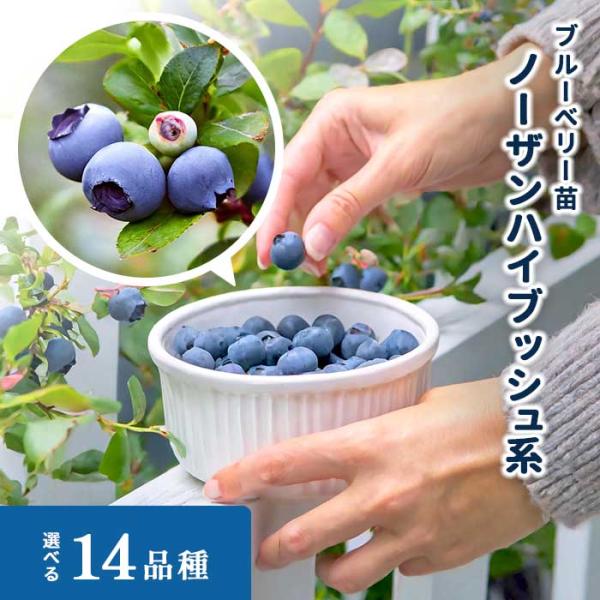 【特徴】ノーザンハイブッシュ系は冬の低温に強く、暑さに弱いため、関東以北〜東北地方などの寒冷地での栽培に向く品種が多い系統です。風味ゆたかで、酸味と甘みのバランスもよく、果実は皮が薄くクセのない食感が特徴です。＜栽培適地＞寒冷地向き（北海道...