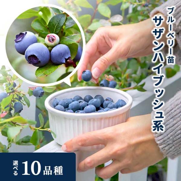 【特徴】サザンハイブッシュ系は冬が温かい地域でも栽培できるよう改良された系統です。次々と新しい品種が開発されていているので、上級者向けの系統だといわれています。酸味と甘味のバランスがあり、果実の皮は薄くやわらかい。また、口に入れた時の舌触り...