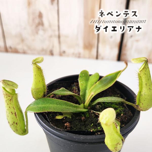 日本花キ流通 食虫植物 ネペンテス ダイエリアナ ウツボカズラ 3号鉢