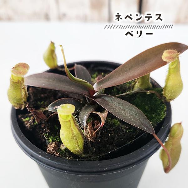 ウツボカズラ（ネペンテス）食虫植物　３種セット 楽天市場】（食虫植物）ウツボカズラ ネペンテス レッドアラタ