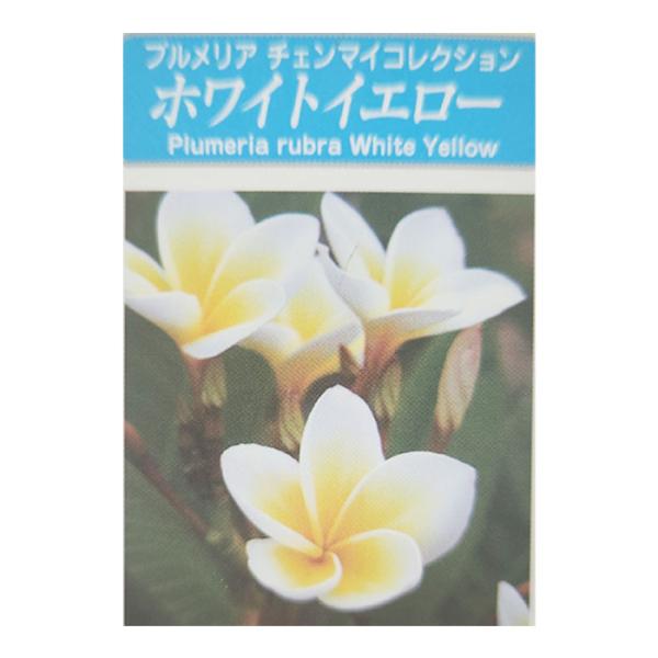 日本花キ流通 プルメリア ホワイトイエロー 10.5cmポット 熱帯植物