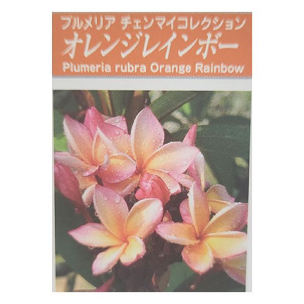 日本花キ流通 プルメリア オレンジレインボー 10.5cmポット 熱帯植物