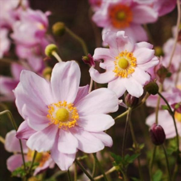 予約販売 シュウメイギク 苗 八重ピンク 9cmポット 大和園さん 秋明菊 山野草 多年草 ガーデニング 花苗 宿根草 ymts 10月中旬以降発送