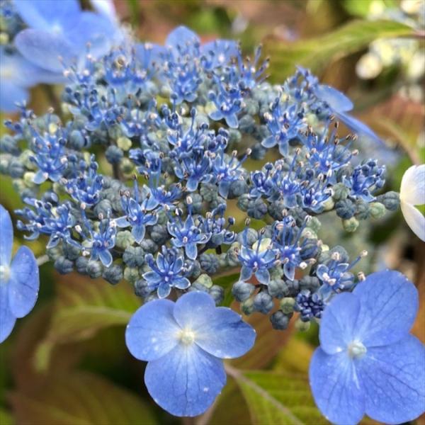 日本花キ流通 予約販売 山アジサイ 水色の雨 9cmポット 苗 花苗 苗木