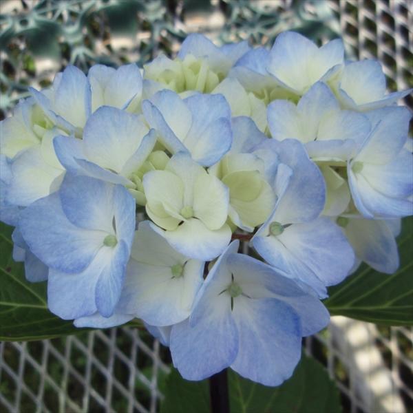 flower-net_z240613007