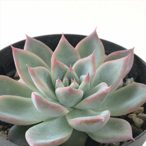 日本花キ流通 多肉植物 skエケベリア ブラックスワン 多肉植物
