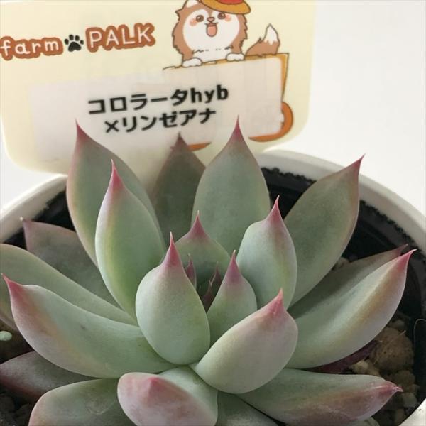 多肉植物 plkエケベリア コロラータhyb×リンゼアナ パルクさん苗 送料