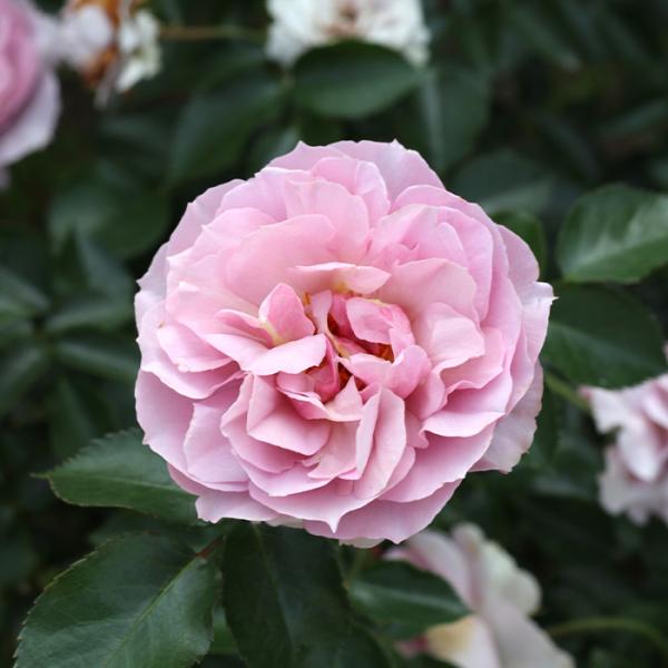 予約販売 バラ苗 バラ大苗 ロサ オリエンティス シャーウッド 品種登録