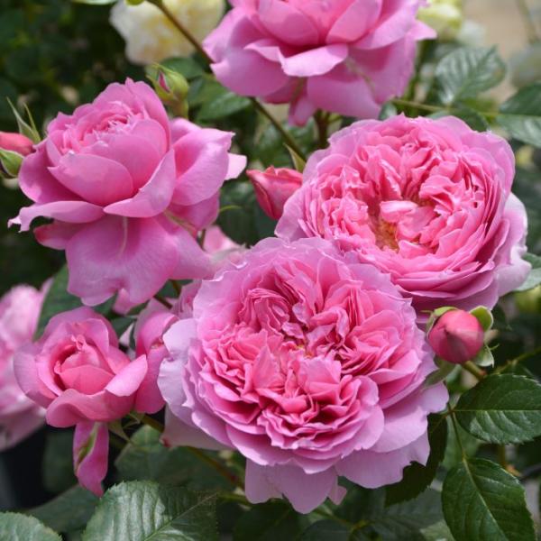 薔薇 予約販売 バラ苗 バラ大苗 ロサ オリエンティス プリマヴィスタ 品種