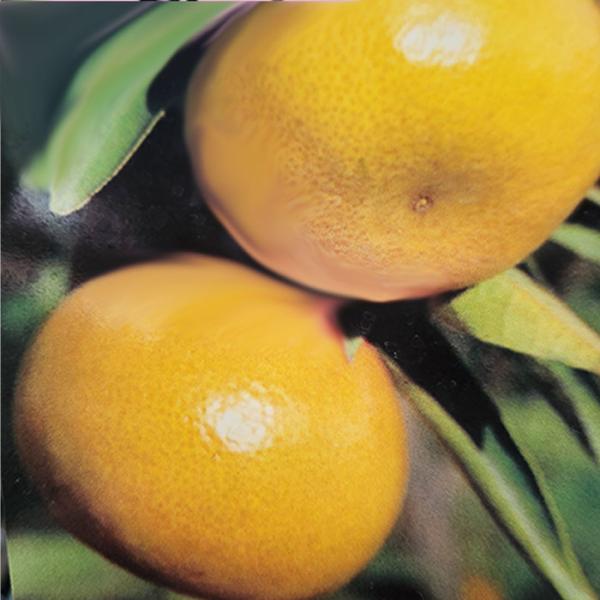 【特徴】日本で最も生産されている早生みかん。表皮がきめ細かく綺麗で大きい実は、甘みと酸味が絶妙に調和しています。完全着色後も樹上で糖度は上昇し、裂果や日焼けが少ないので、比較的栽培も容易です。ビタミンCも豊富ですので健康食品としてもお勧めで...